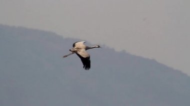 Bayağı turna açılış
