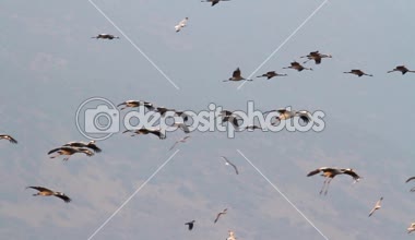 Uçan ortak Vinçler akın