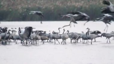 Beyaz leylekler akın