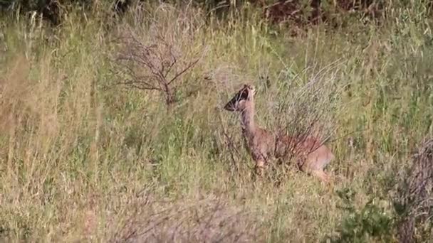 Bébé antilope marche dans l'herbe 