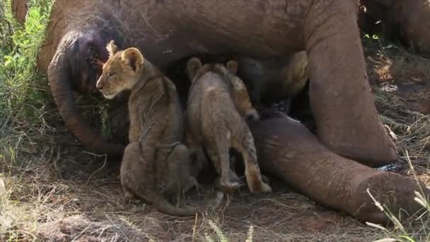 Lions eating prey — Stock Video