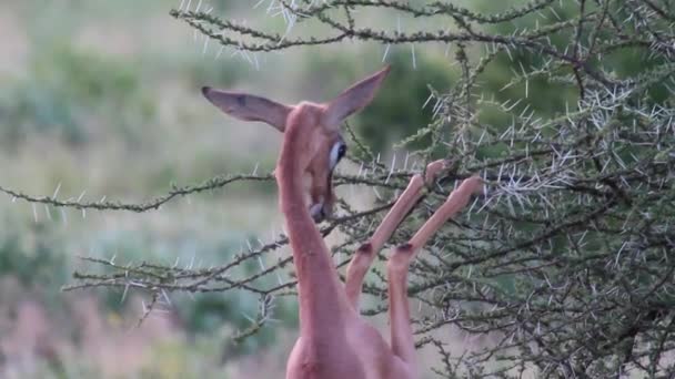 Antelope eat leaf — Stockvideo