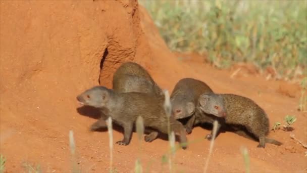 Gophers kruipen op de grond huis — Stockvideo