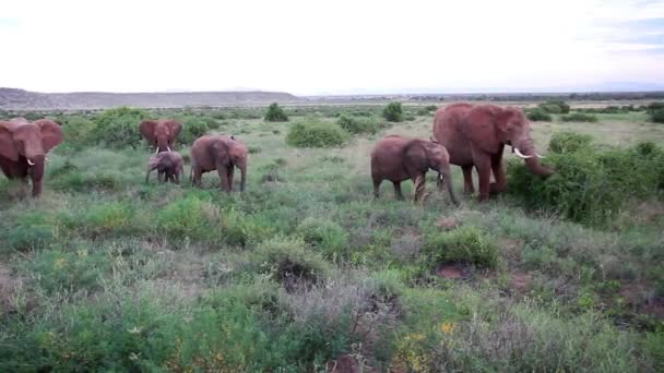 Elefantes africanos en el campo de hierba — Vídeo de stock