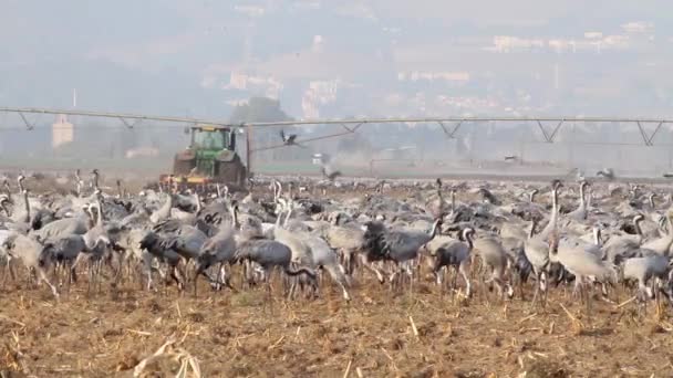 Gemensamma Crane koloni — Stockvideo