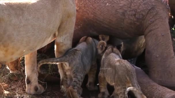 ライオンが獲物を食べる — ストック動画