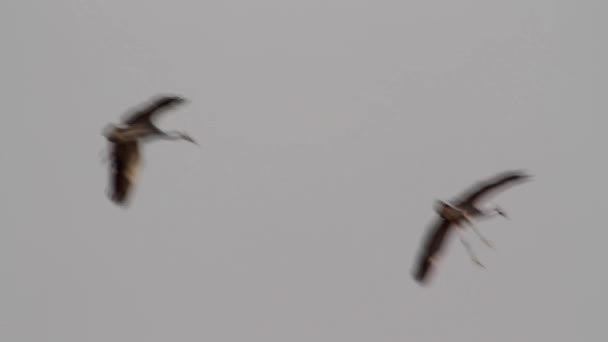 Wspólnej żurawie lądowania — Wideo stockowe