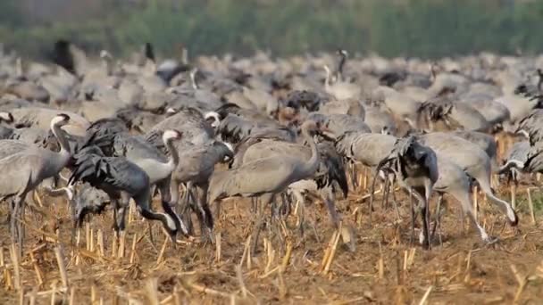 Common Cranes flock — Stock Video