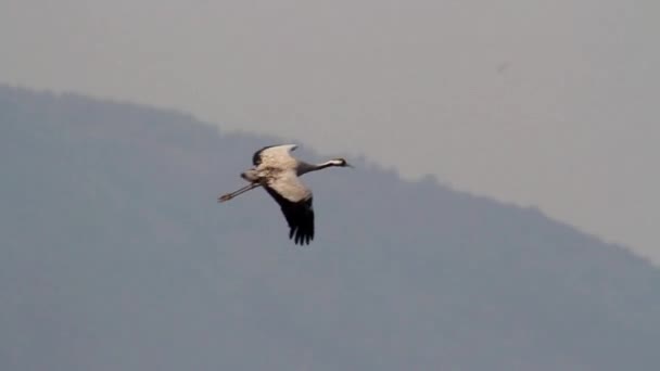 Common Crane landing — Stock Video