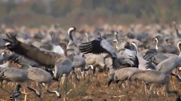 Rebanho de gruas comuns — Vídeo de Stock