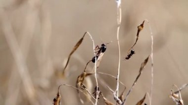 Dal üzerinde sürünerek karıncalar