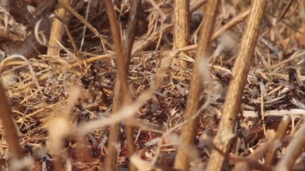 Ants crawling on twig — Stock Video