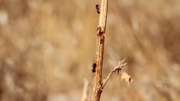 Hormigas arrastrándose en ramita — Vídeo de stock