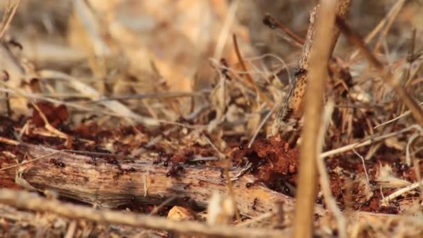 Formiche nel deserto della Giudea — Video Stock