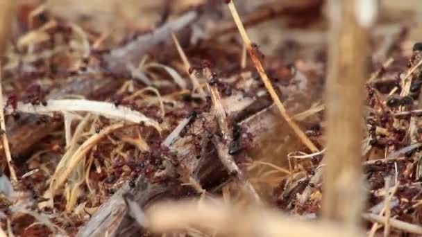 Ants in Judean desert — Stock Video