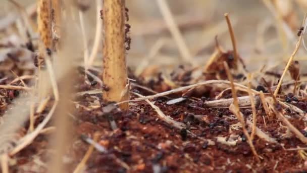 Hormigas arrastrándose en ramita — Vídeo de stock
