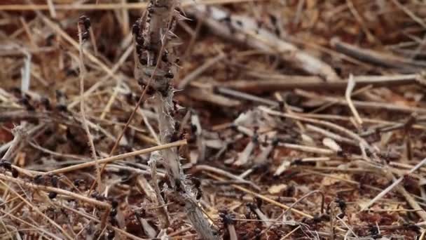 Ameisen krabbeln auf Zweigen — Stockvideo