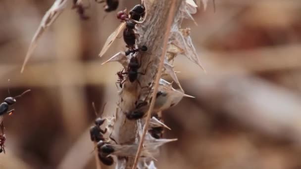 Hormigas arrastrándose en ramita — Vídeos de Stock