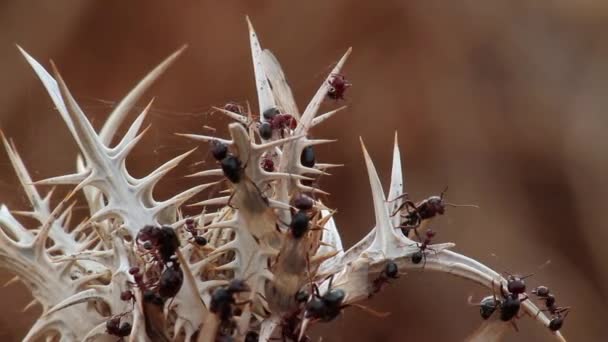 Hormigas arrastrándose en ramita — Vídeo de stock