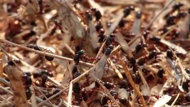 Ants crawling on twig — Stock Video