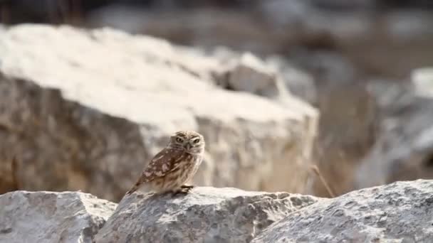 Маленькая сова стоит на скале — стоковое видео