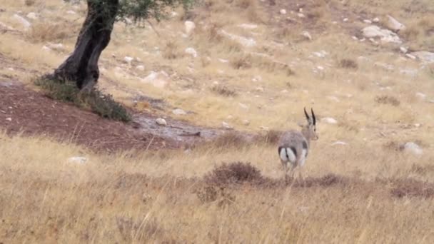 Ισραηλινή βουνό gazelle — Αρχείο Βίντεο