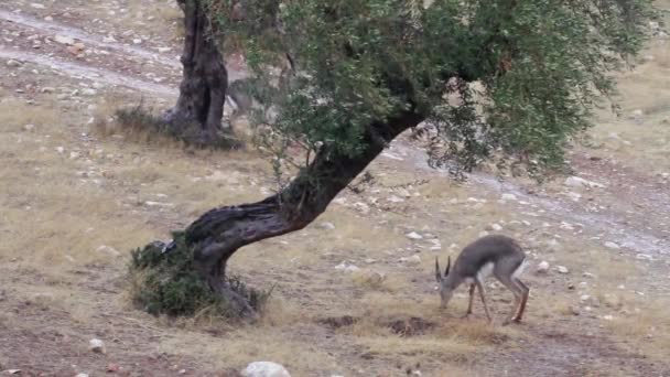 Gacelas de montaña israelíes — Vídeos de Stock