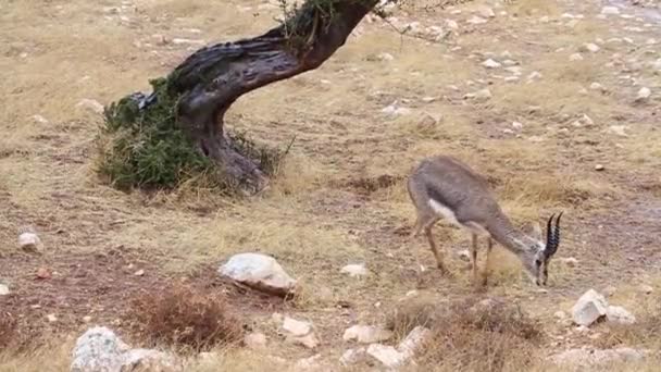 Gazzella di montagna israeliana — Video Stock