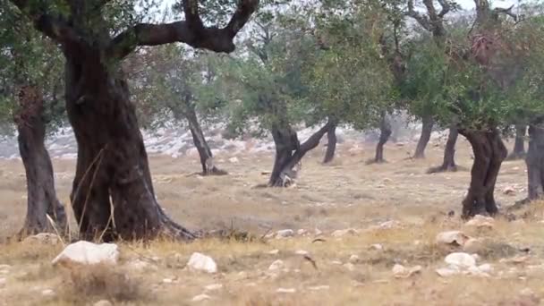 以色列的野生风景 — 图库视频影像