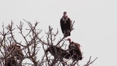 Steppe eagles sit on a tree