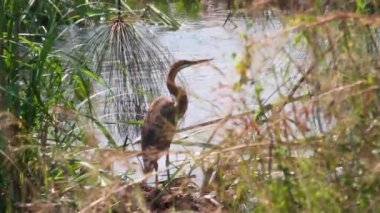 Kuş tribünlerde yüzdü