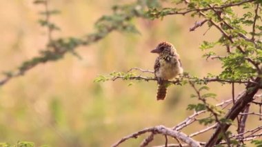 Küçük kuş dalda oturur