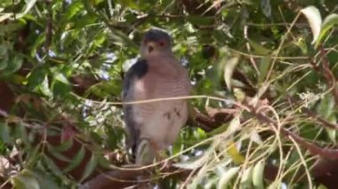 Büyük orman kartalı