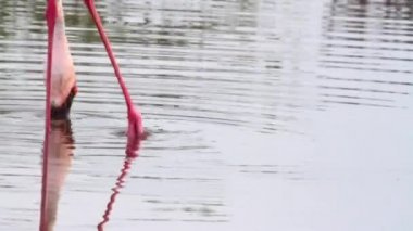 Flamingo kuşu besleme