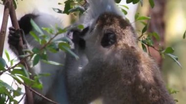 Pire için penye primatlar