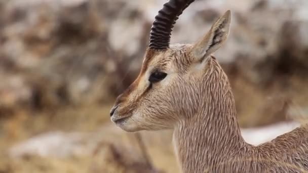 Israeli mountain gazelle — Stock Video