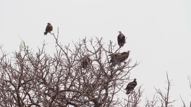 Steppe eagles sit on a tree — Αρχείο Βίντεο