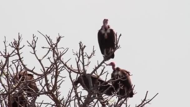 Steppe eagles sit on a tree — Stock video