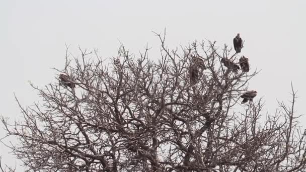Águilas estepas se sientan en un árbol — Vídeos de Stock