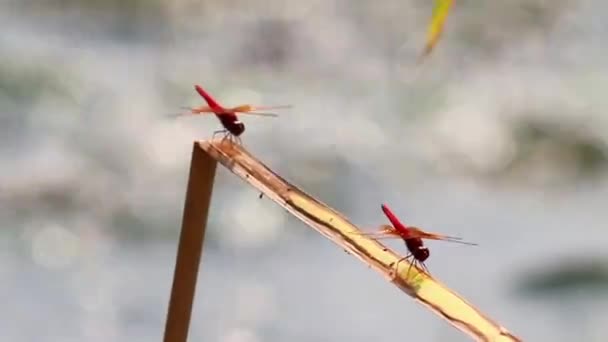 Стрекозы сидят на веточке — стоковое видео