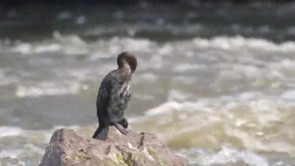 Bird sits on rock — Stock Video