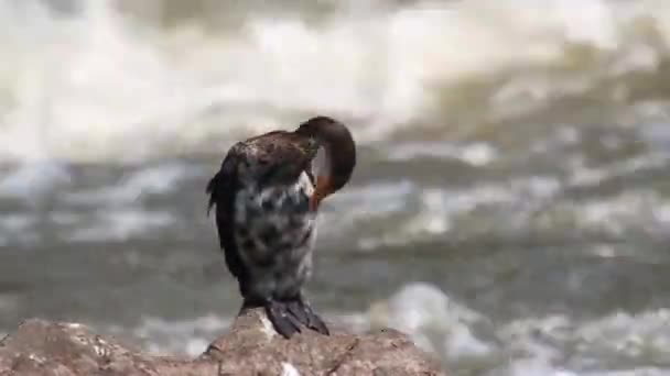 Vogel sitzt auf Felsen — Stockvideo