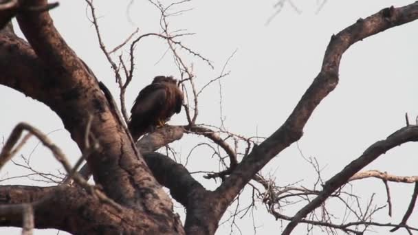 Steppe águila se sienta en un árbol — Vídeo de stock