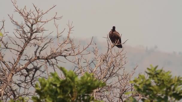 Steppe eagle sits on a tree — Stock Video