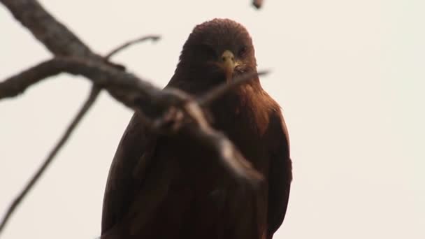 Steppe eagle sitter på ett träd — Stockvideo
