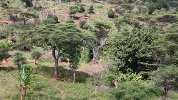 África Verde paisaje — Vídeo de stock