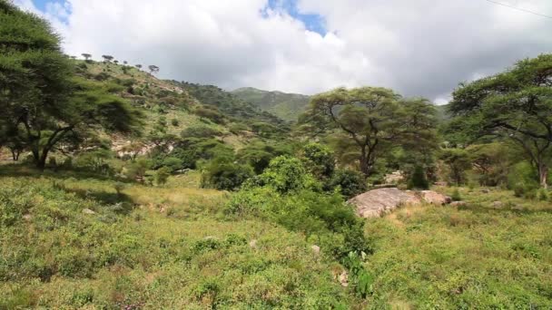 Grüne afrikanische Landschaft — Stockvideo