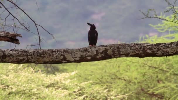 Aquila Crested in piedi — Video Stock