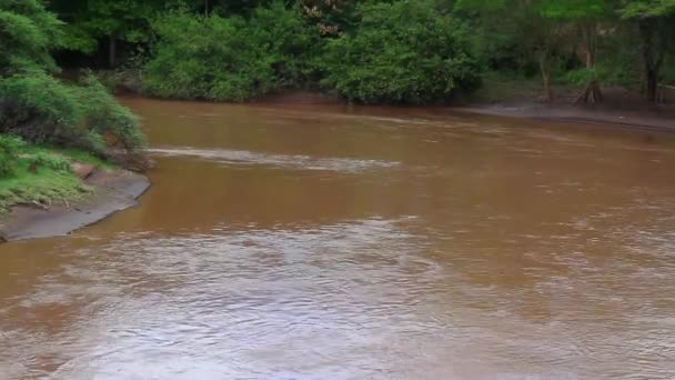 Тече брудної річки — стокове відео