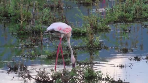 Flamingo fåglar som livnär — Stockvideo